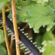 Кущоріз акумуляторний Bosch UniversalHedgeCut 18V-5018В 50мм крок різу 20мм 2.3кг без АКБ та ЗП (0600849K00)